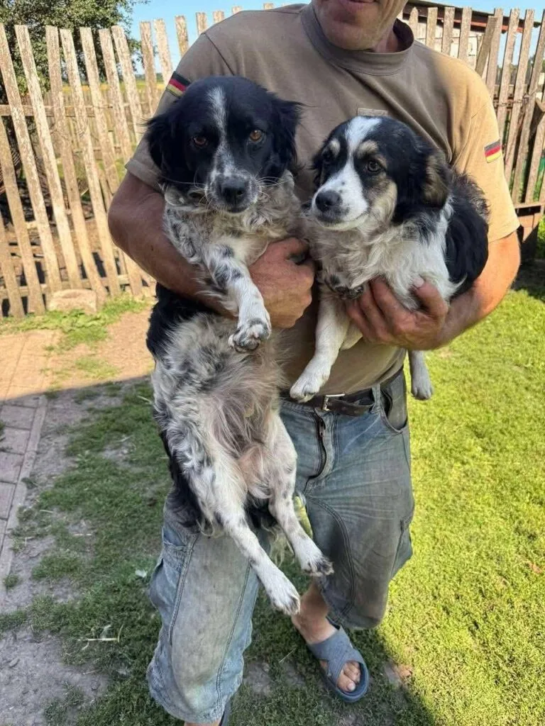 У Нововолинську стерилізують безпритульних песиків 10