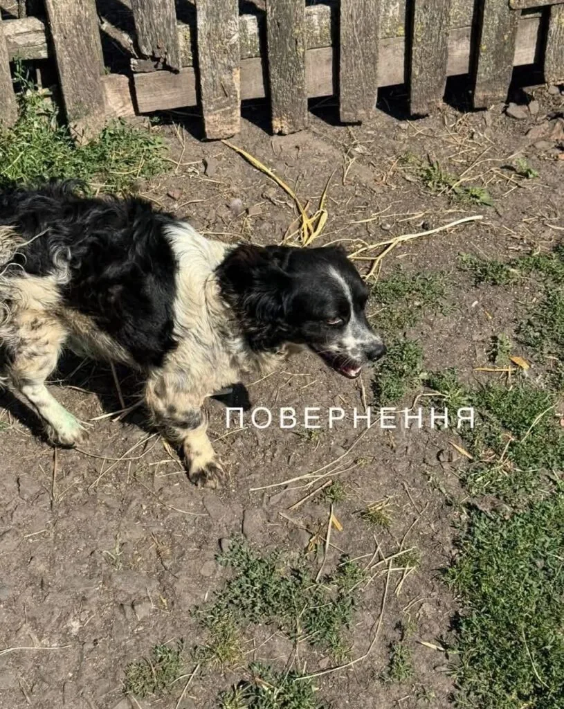 У Нововолинську стерилізують безпритульних песиків 11