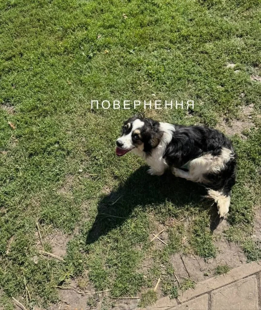 У Нововолинську стерилізують безпритульних песиків 12