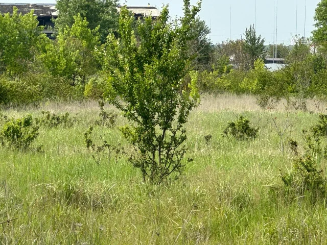 У Володимирі за 5,2 млн продають комунальну землю 1