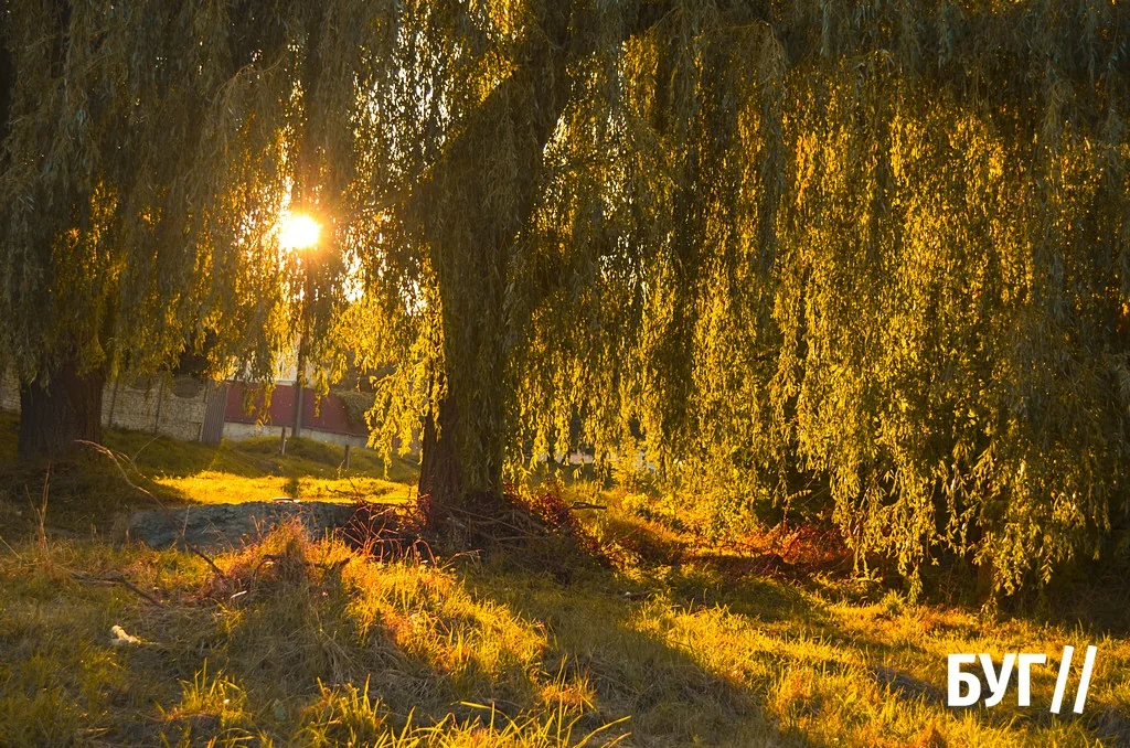 Місто буденне: осіннє сонце Нововолинська, котики й листя на тротуарах 1