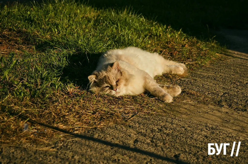Місто буденне: осіннє сонце Нововолинська, котики й листя на тротуарах 2