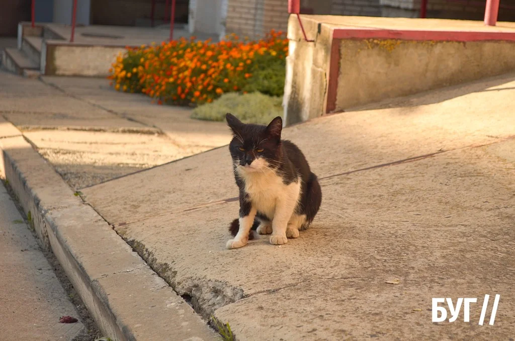 Місто буденне: осіннє сонце Нововолинська, котики й листя на тротуарах 16