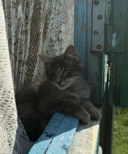 Фото дня: сліпе кошеня, яке знайшла жінка-переселенка, у пошуку родини 2