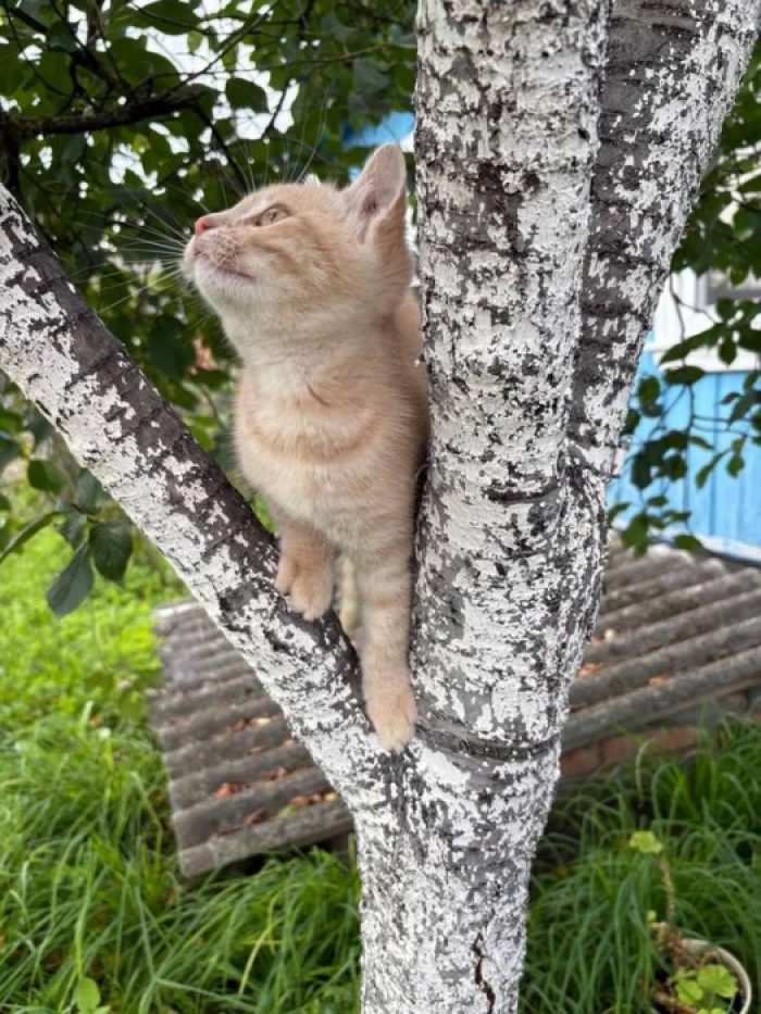 Замлиння на Любомльщині: як живе село, де час зупинився серед рудих котів і квітів в вазах 1