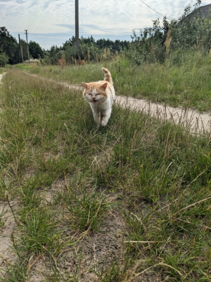 Замлиння на Любомльщині: як живе село, де час зупинився серед рудих котів і квітів в вазах 2
