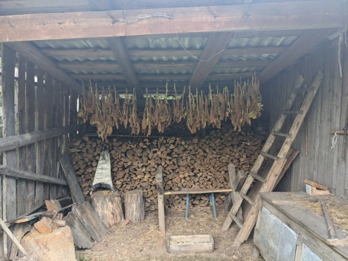 Замлиння на Любомльщині: як живе село, де час зупинився серед рудих котів і квітів в вазах 10