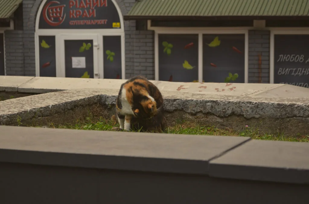 Місто буденне: Нововолинськ у ритмі прохолодних вечорів 13