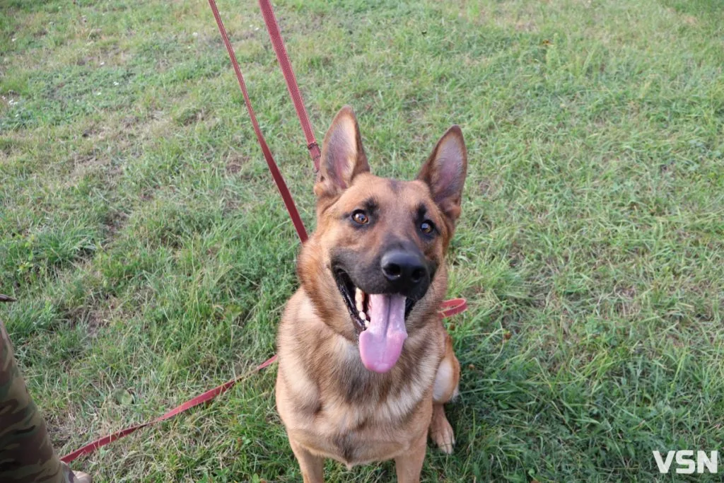 По гарячих слідах бандита, наркоканал та іржаві «сюрпризи»: робота К-9 на Волині 4