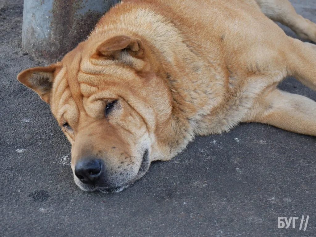 Місто буденне: початок осені у Володимирі - діти йдуть до школи, дорослі працюють, а тварини рятуються від спеки 9