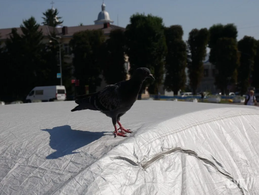 Місто буденне: початок осені у Володимирі - діти йдуть до школи, дорослі працюють, а тварини рятуються від спеки 20