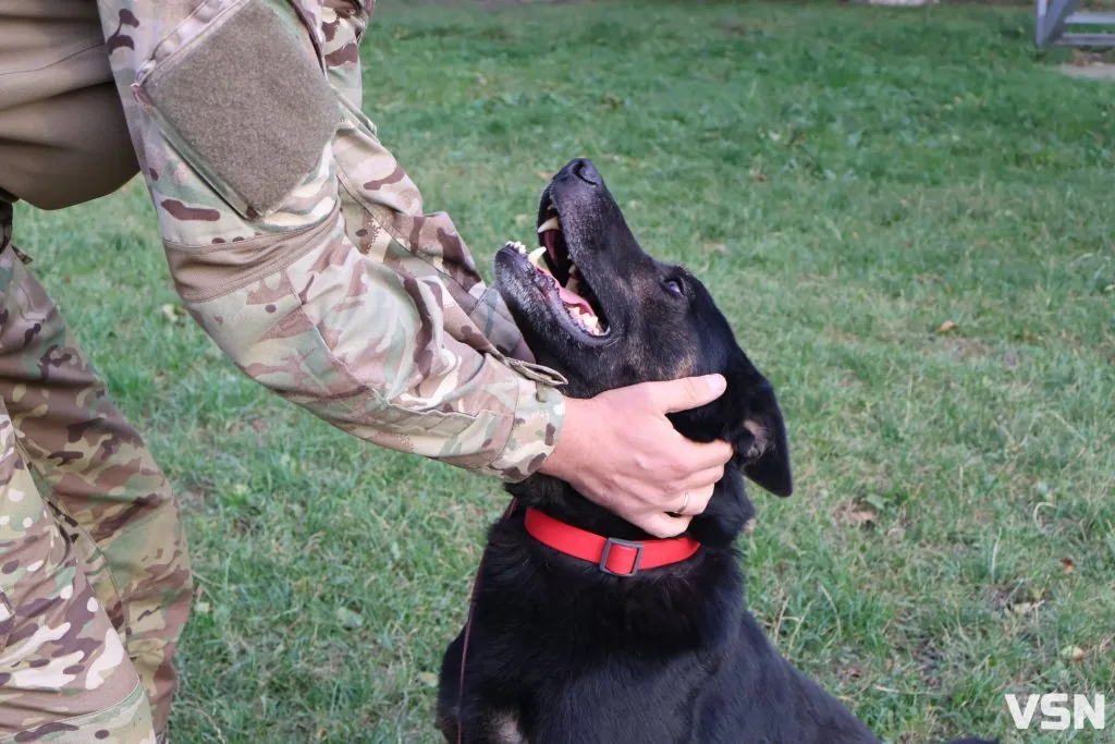 По гарячих слідах бандита, наркоканал та іржаві «сюрпризи»: робота К-9 на Волині 6