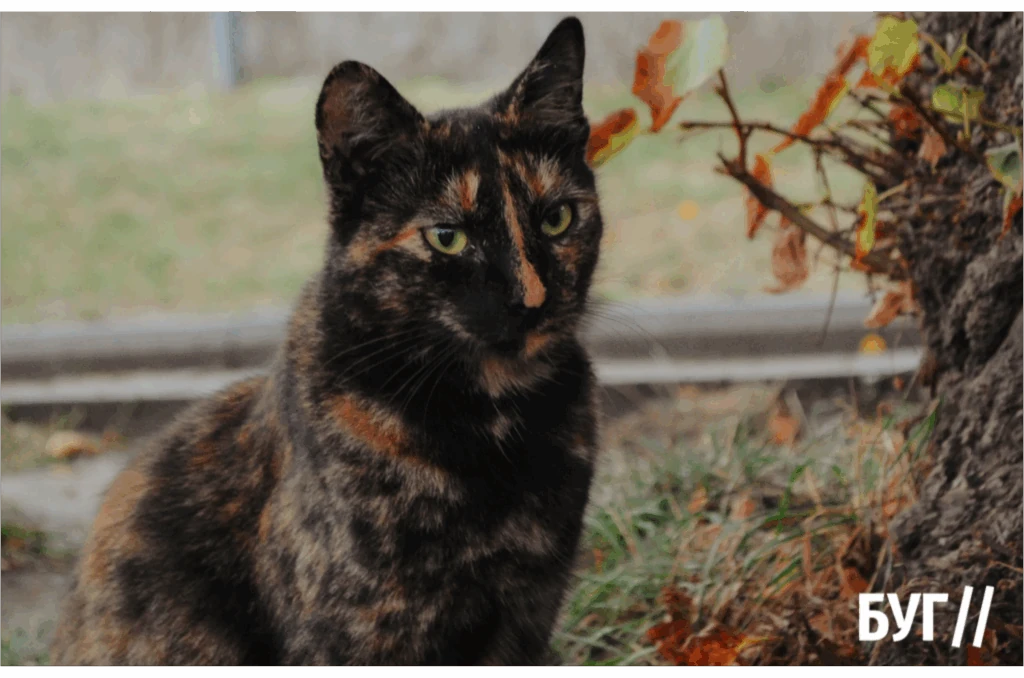 Місто буденне: Нововолинськ у ритмі прохолодних вечорів 5