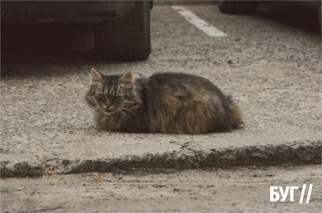Місто буденне: Нововолинськ у ритмі прохолодних вечорів 3
