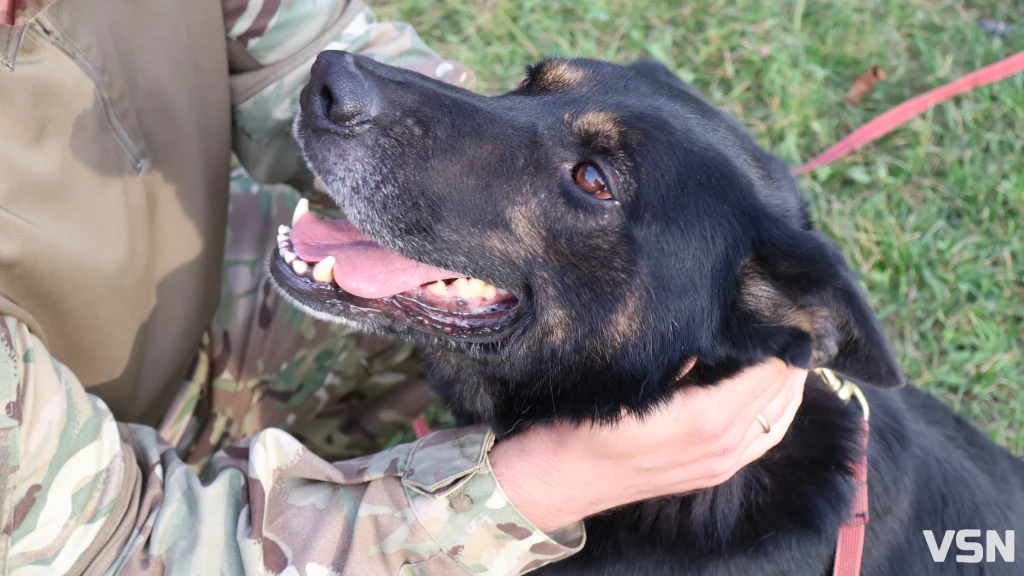 По гарячих слідах бандита, наркоканал та іржаві «сюрпризи»: робота К-9 на Волині 7