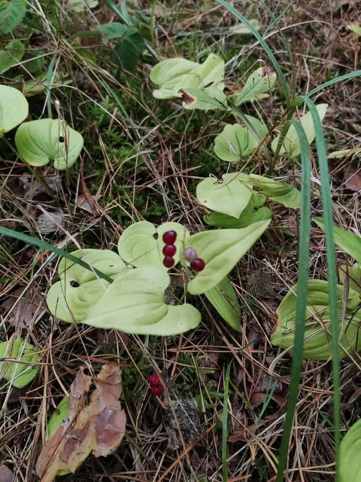 У селі Світязь виявили рідкісну рослину, що нагадує конвалію: її ягоди можуть бути смертельно отруйними 3