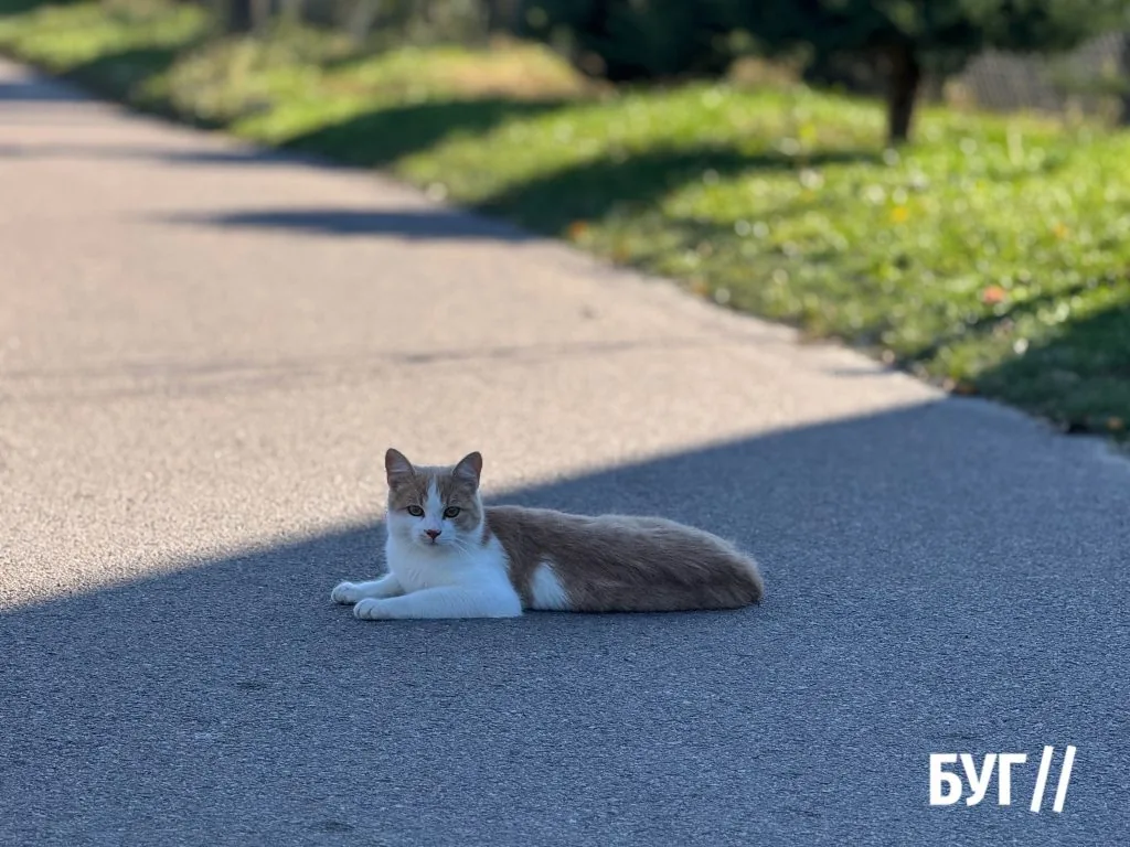 Місто буденне: велосипеди, листя і теплі дні жовтня 14