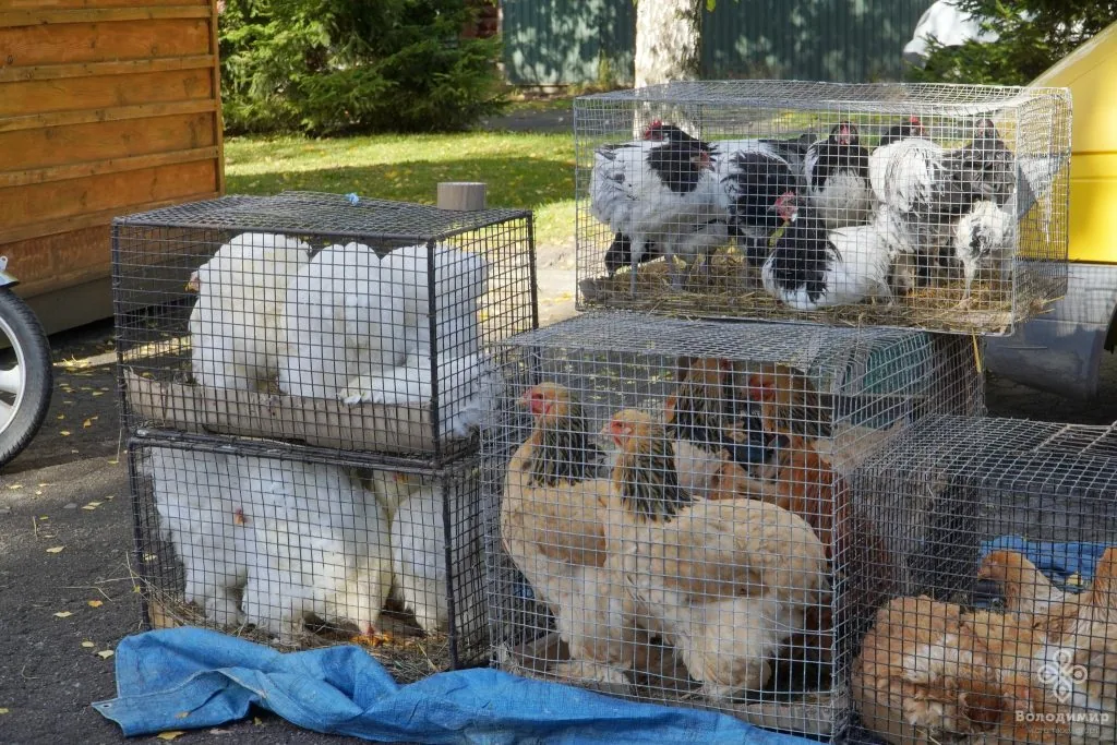 У Володимирі відбувся ярмарок осіннього врожаю 11