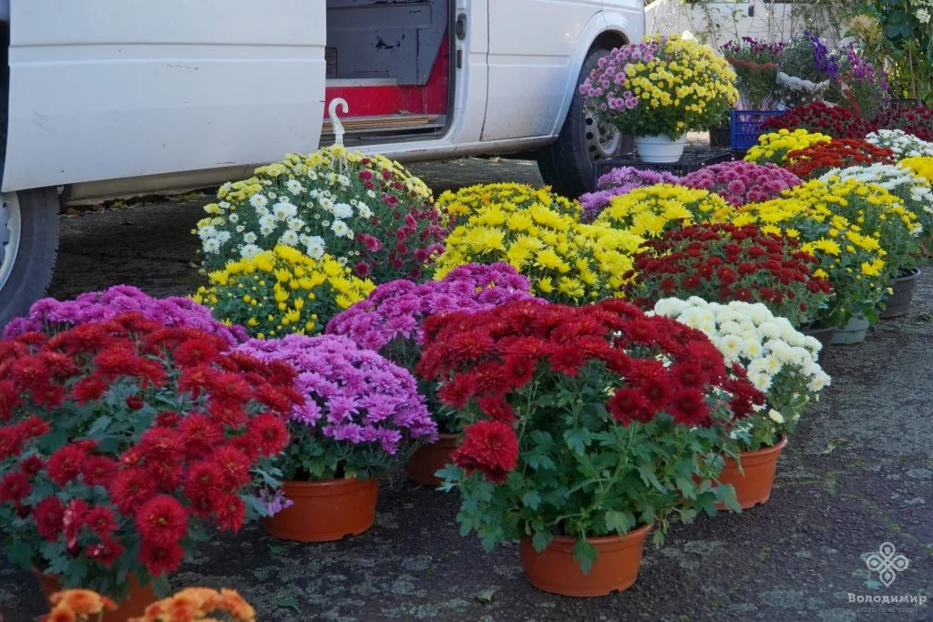 У Володимирі відбувся ярмарок осіннього врожаю 22