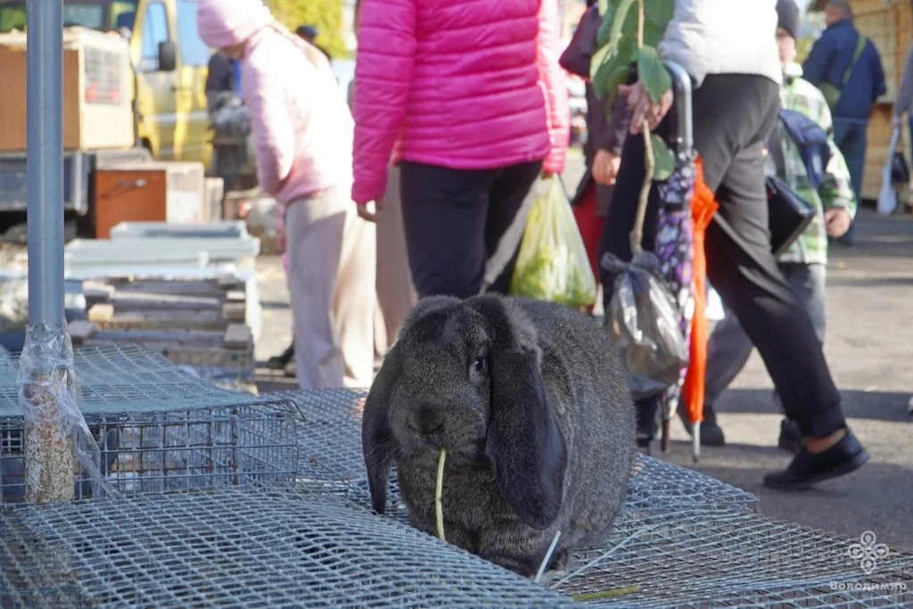 У Володимирі відбувся ярмарок осіннього врожаю 26