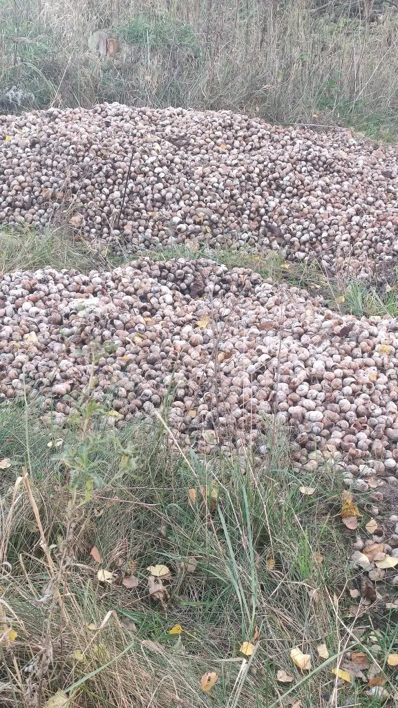 У Луцькому районі в лісі виявили гору панцирів від равликів 2