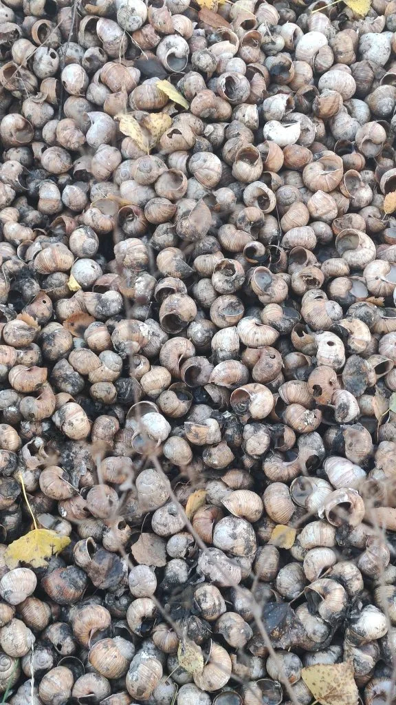 У Луцькому районі в лісі виявили гору панцирів від равликів 3