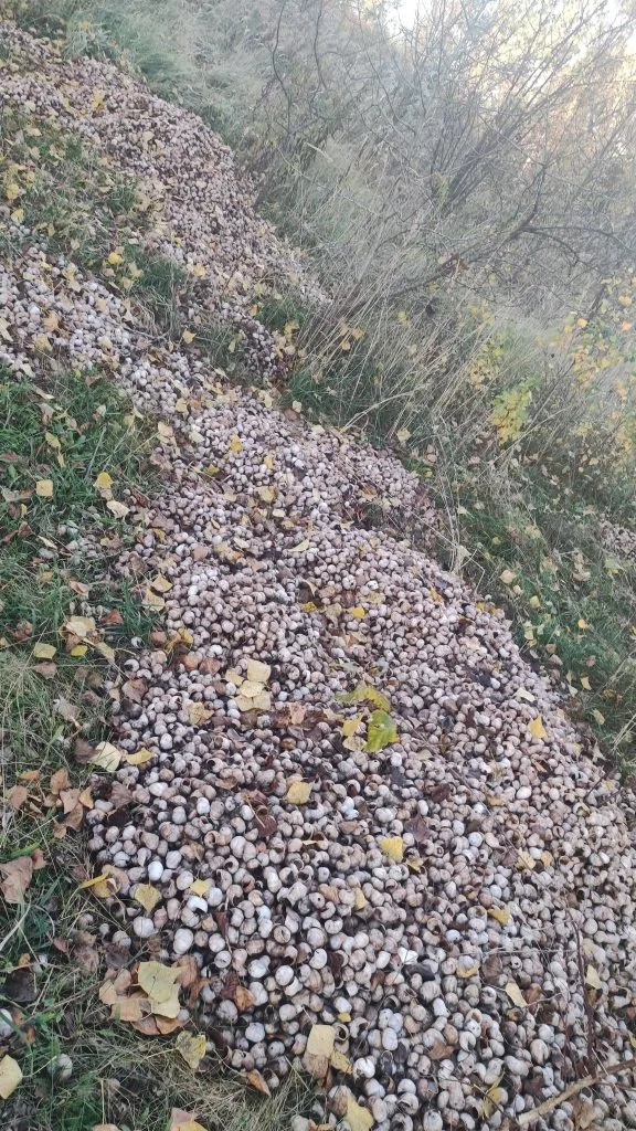 У Луцькому районі в лісі виявили гору панцирів від равликів 4