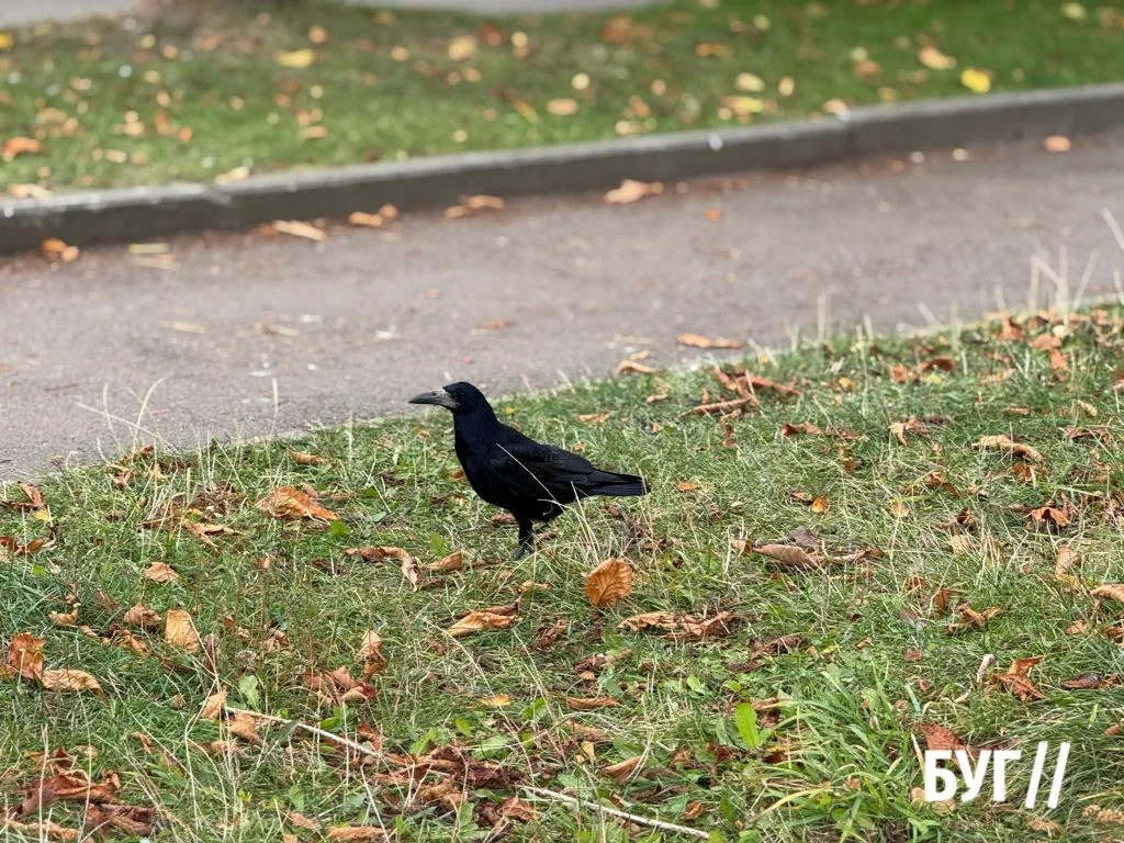Місто буденне: велосипеди, листя і теплі дні жовтня 12