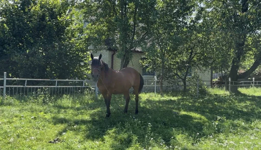 Коли дім пересувають підводою: історія Залужжя Устилузької громади 13