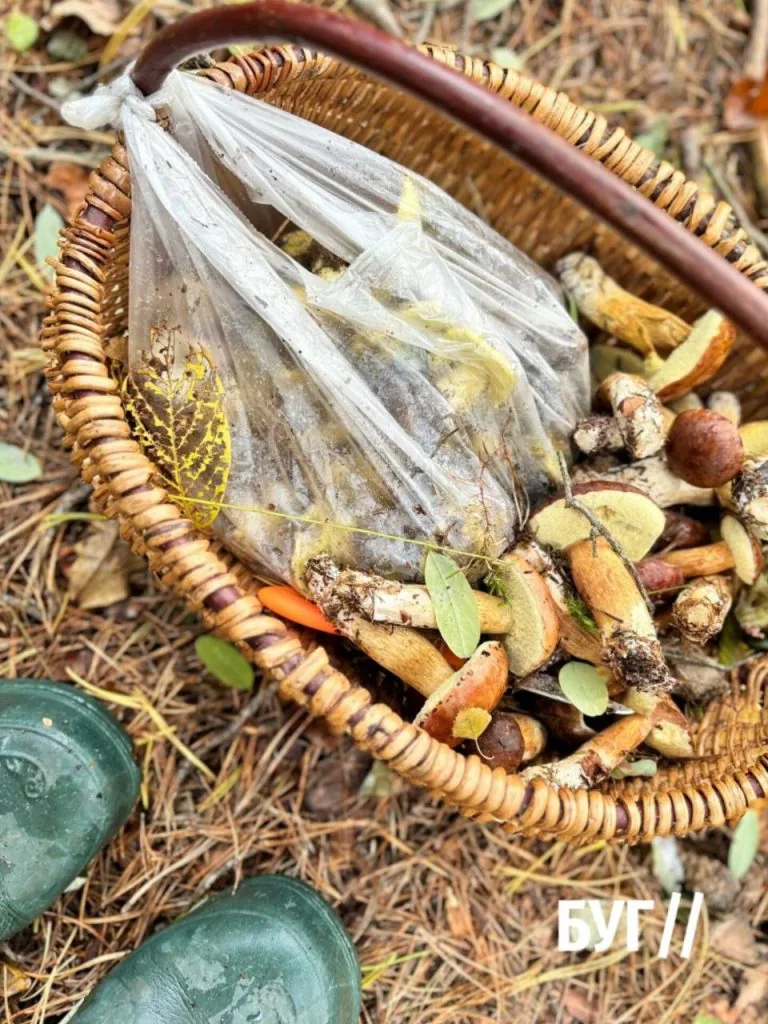 Фото дня: «тихе полювання» у Шацьких лісах 4