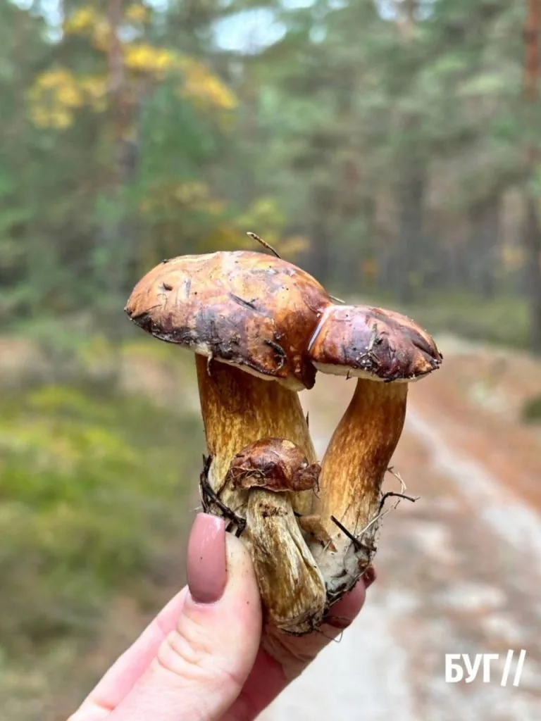 Фото дня: «тихе полювання» у Шацьких лісах 3