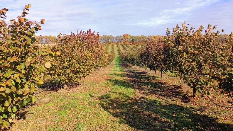 Отримав грант від держави і почав вирощувати фундук: як господарює волинянин 1