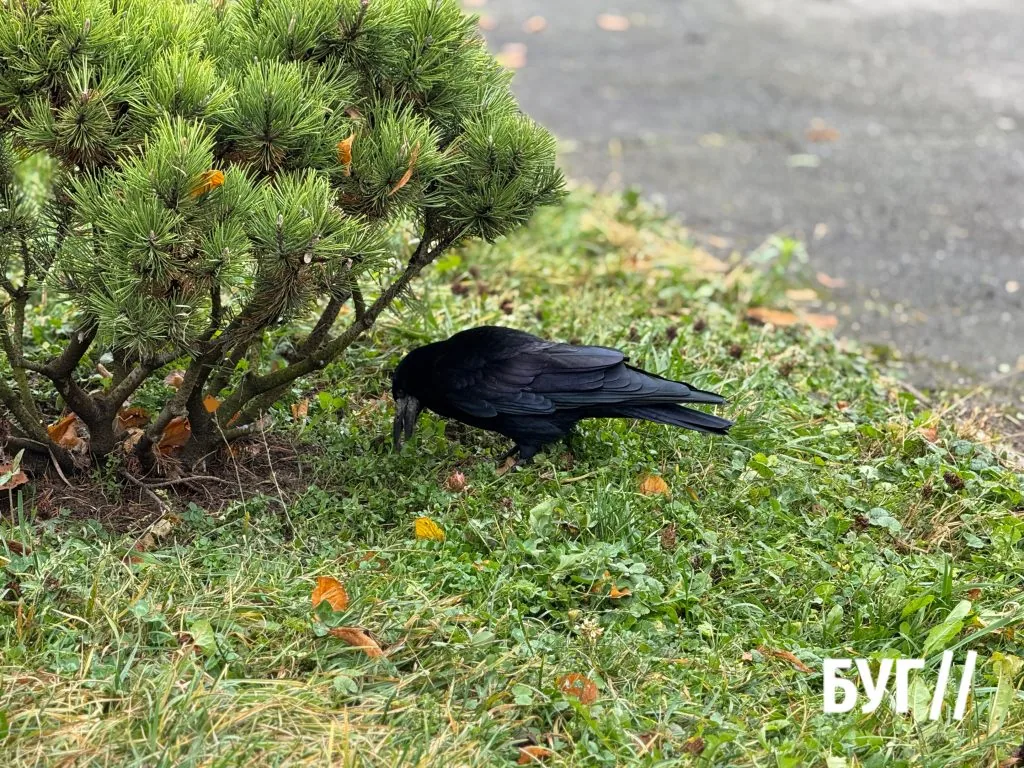 Місто буденне: осінній Нововолинськ у кадрі 8