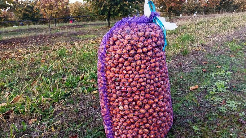 Отримав грант від держави і почав вирощувати фундук: як господарює волинянин 2