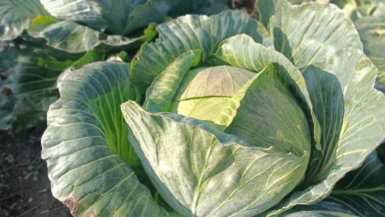 «Син купив розсаду, його забрали на війну»: як подружжя з Волині почало вирощувати капусту