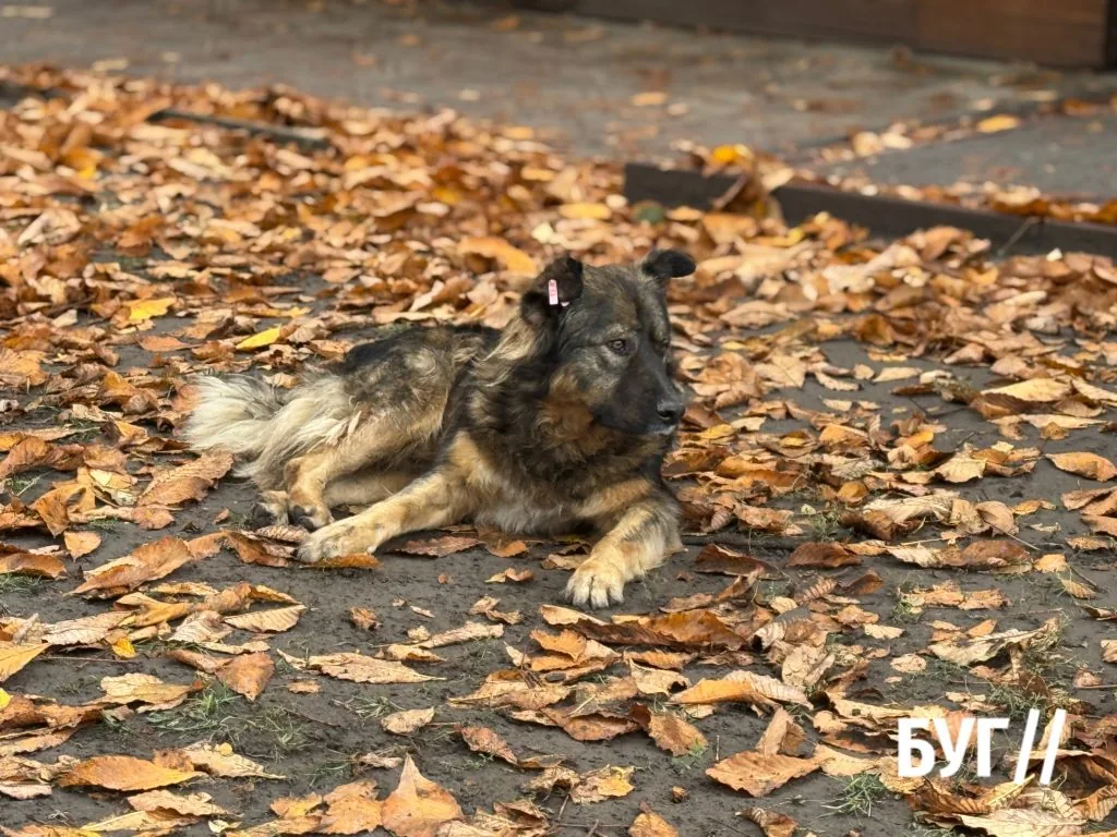 Місто буденне: осінній Нововолинськ у кадрі 12