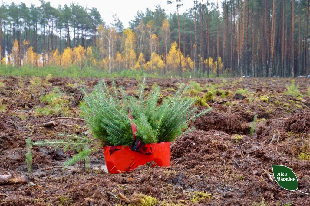 На Ківерцівщині посадили ліс на честь воїна-лісівника 3
