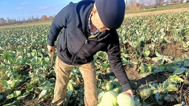 «Син купив розсаду, його забрали на війну»: як подружжя з Волині почало вирощувати капусту