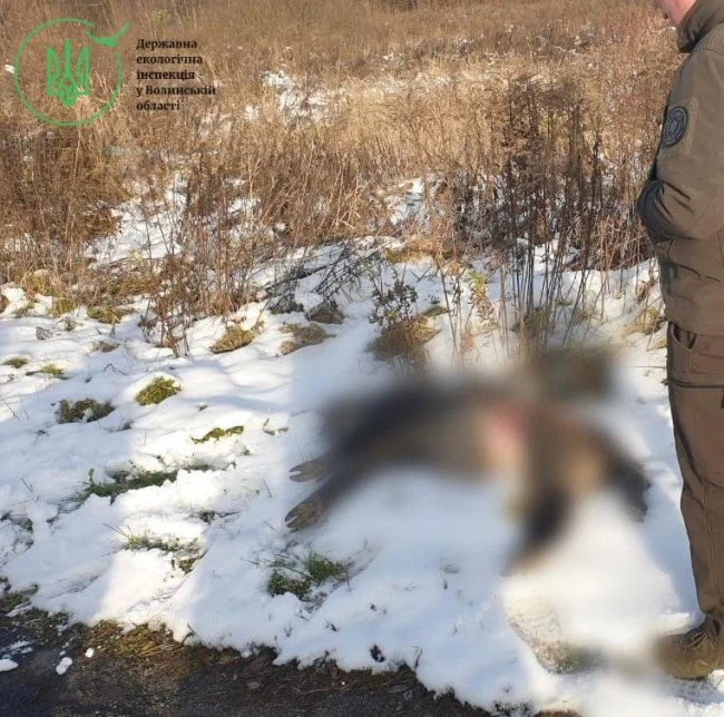 На Ковельщині затримали браконьєра, який вбив з мисливської рушниці дикого кабана 2