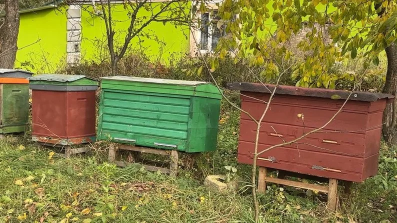 22-річна нововолинянка доглядає пасіку зниклого на війні батька 3