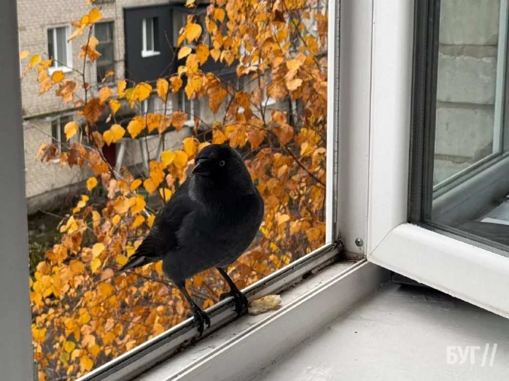 Фото дня: «Осінній гість на підвіконні» 2