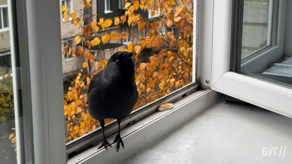Фото дня: «Осінній гість на підвіконні» 3