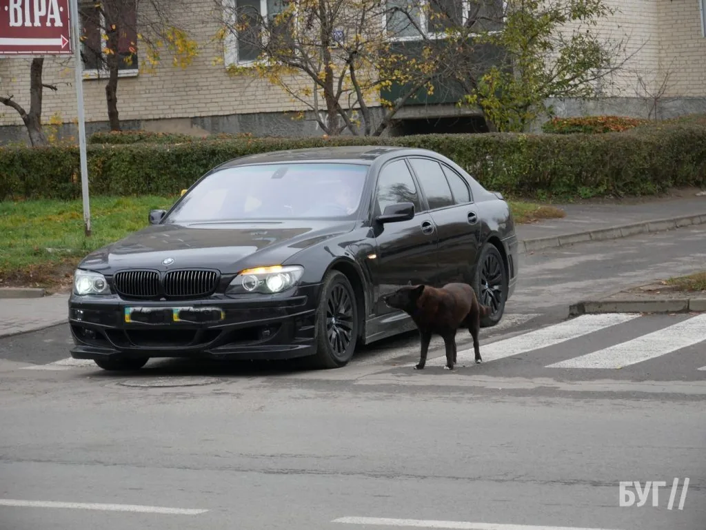 Місто буденне: осінній Володимир - між золотим листям і сірими буднями 2