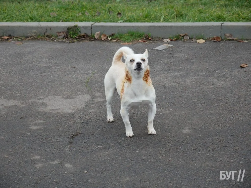 Місто буденне: осінній Володимир - між золотим листям і сірими буднями 5