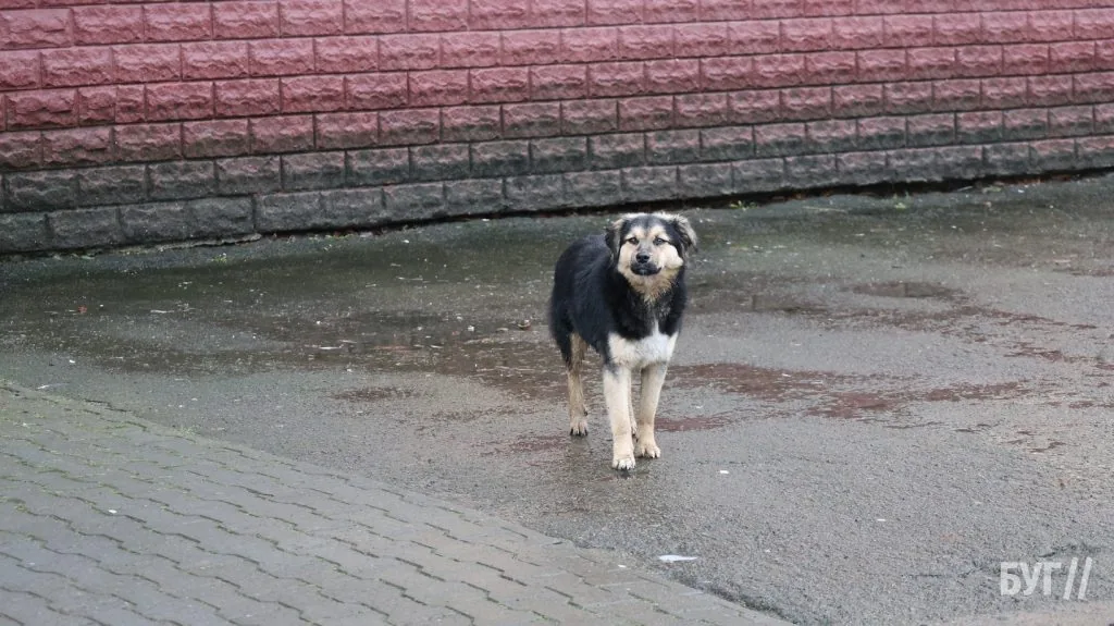 Місто буденне: світлі мешканці Володимира у похмуру погоду 10