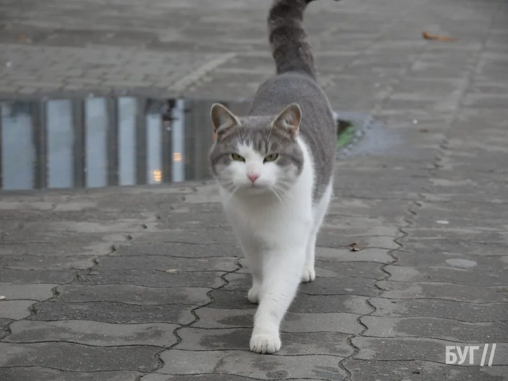 Місто буденне: осінній Володимир - між золотим листям і сірими буднями 13