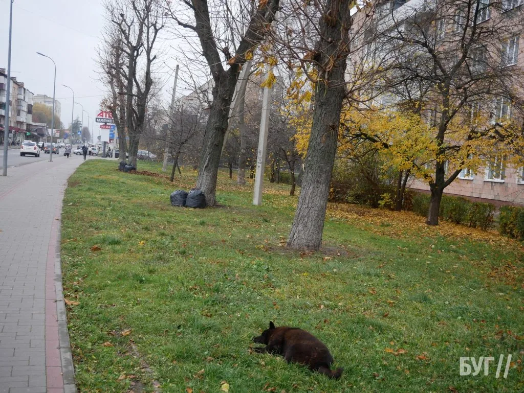 Місто буденне: осінній Володимир - між золотим листям і сірими буднями 14