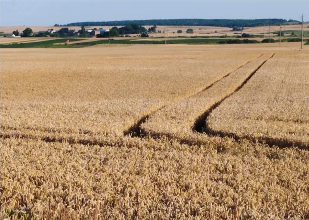 Діброва придбав гектари землі у Володимирському районі, конкуруючи на аукціонах зі своїми підлеглими 4