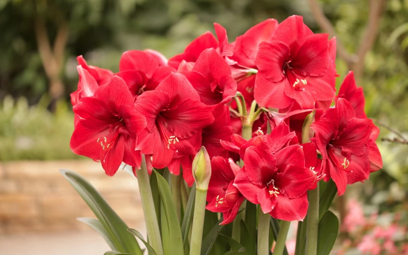 Святкові, але отруйні: рослини, які не варто ставити вдома на Різдво 3