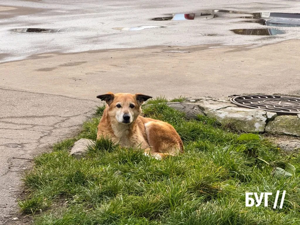 Місто буденне: за календарем зима, а на вулицях Нововолинська світло й сонячно 12